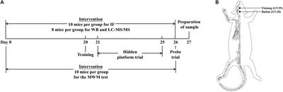 Benign Regulation of the Astrocytic Phospholipase A2-Arachidonic Acid Pathway: The Underlying Mechanism of the Beneficial Effects of Manual Acupuncture on CBF